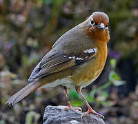 Abyssinian Ground Thrush