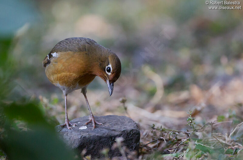 Abyssinian Ground Thrush