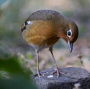 Abyssinian Ground Thrush