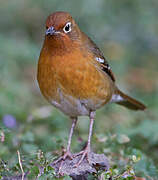 Abyssinian Ground Thrush