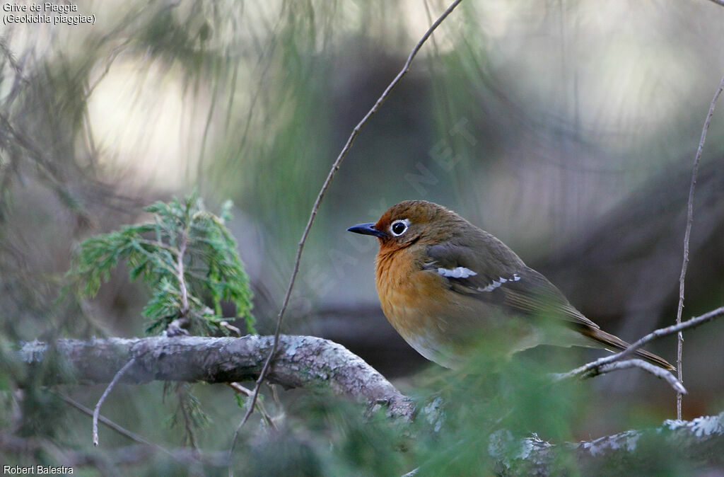 Abyssinian Ground Thrush