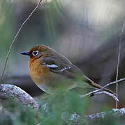 Abyssinian Ground Thrush