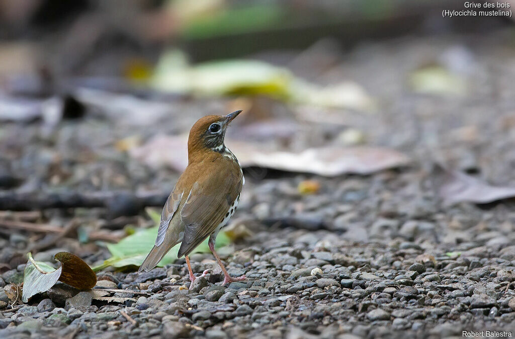 Wood Thrush