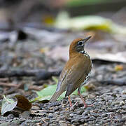 Wood Thrush