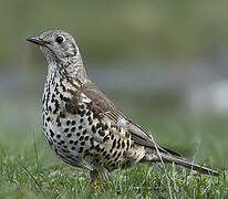 Mistle Thrush