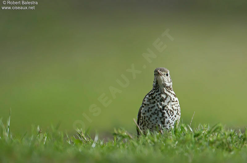 Mistle Thrush