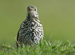 Mistle Thrush