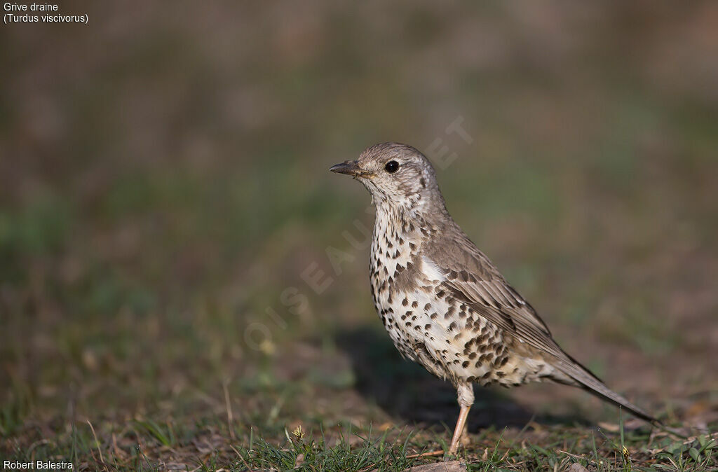 Mistle Thrush