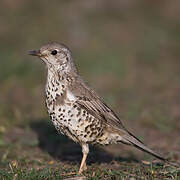 Mistle Thrush