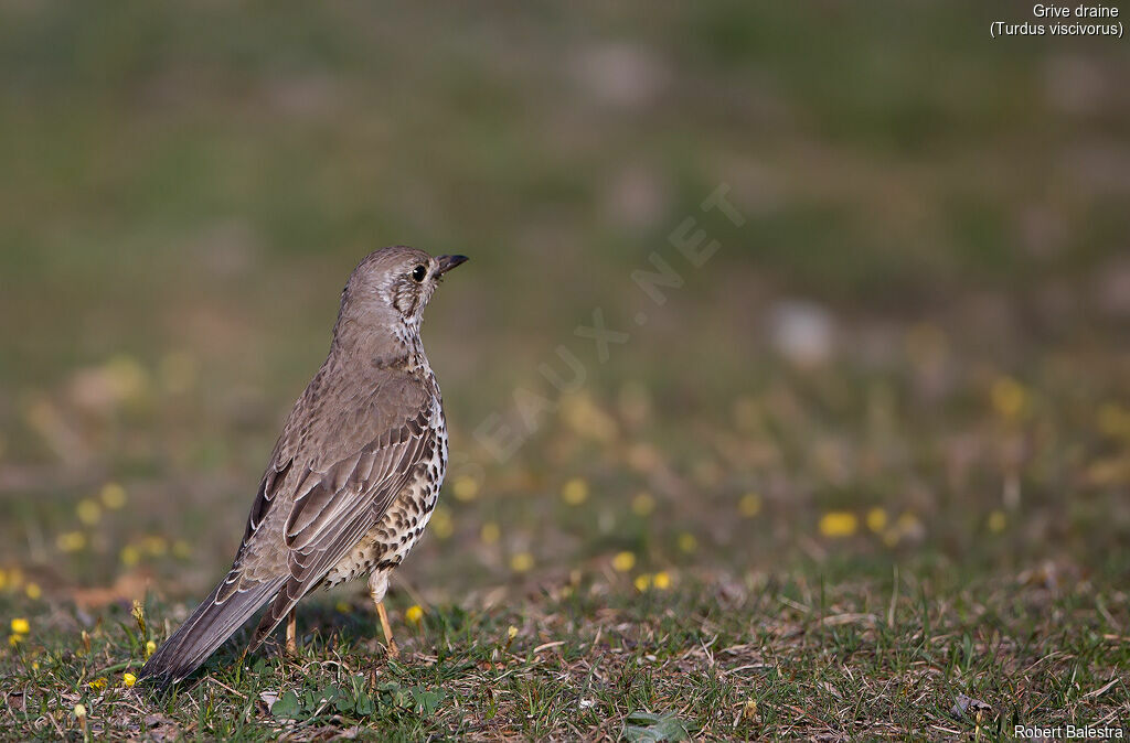 Mistle Thrush