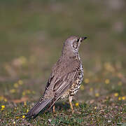 Mistle Thrush