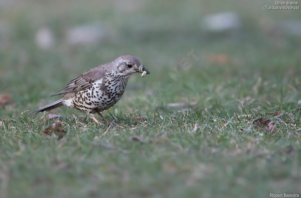 Mistle Thrush