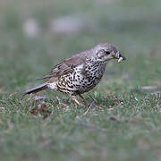 Mistle Thrush