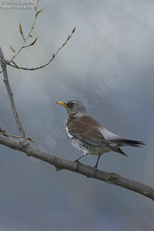 Fieldfare