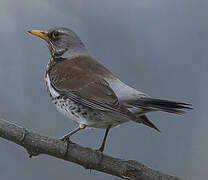 Fieldfare