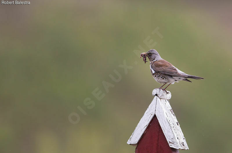 Fieldfare