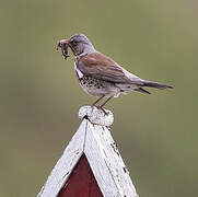 Fieldfare