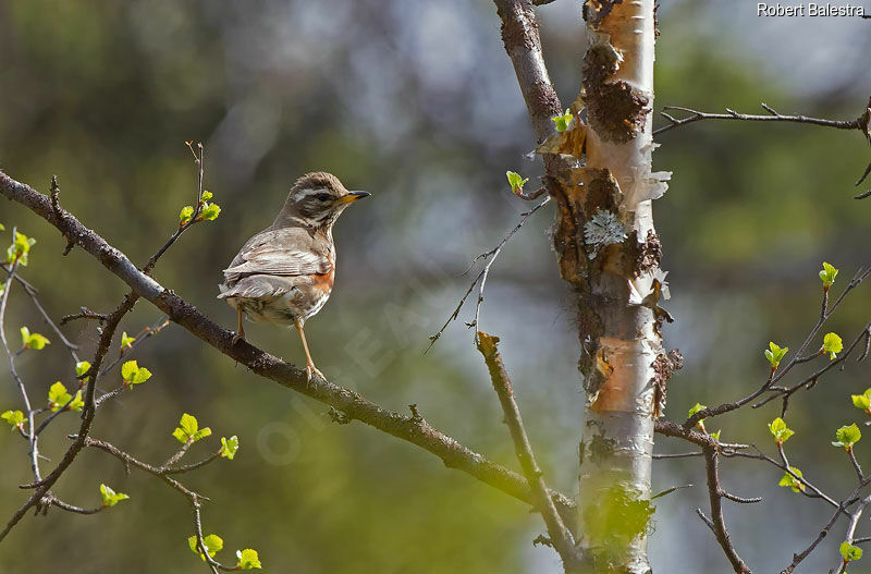 Redwing