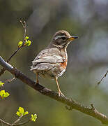 Redwing