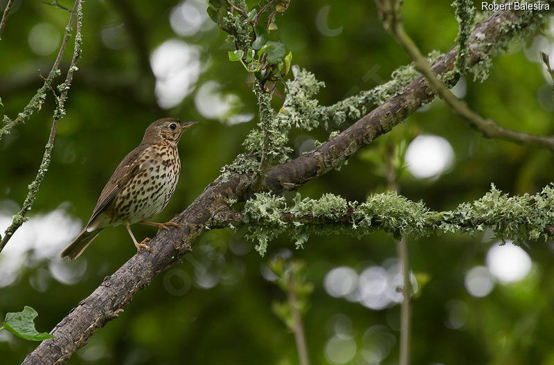 Song Thrush