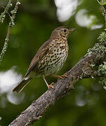 Song Thrush