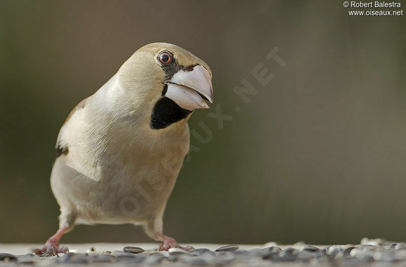 Hawfinch