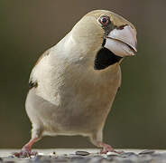 Hawfinch