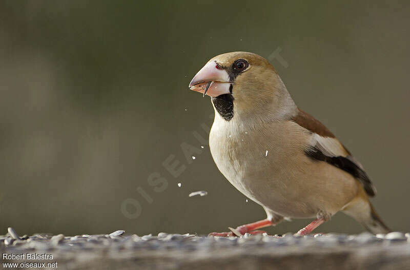 Hawfinch female adult, feeding habits