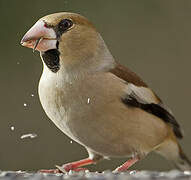 Hawfinch