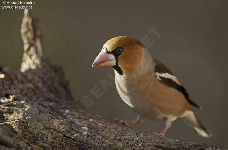 Hawfinch