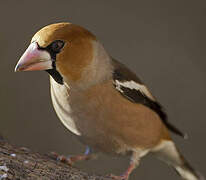 Hawfinch