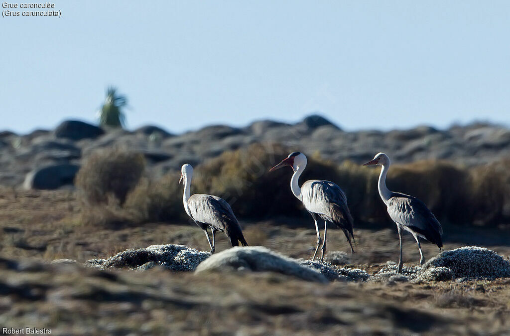 Wattled Crane