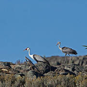 Wattled Crane