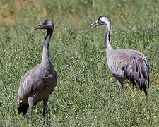 Common Crane