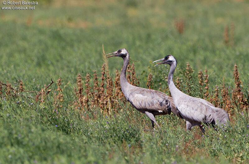 Common Crane