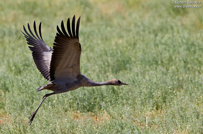 Common Crane