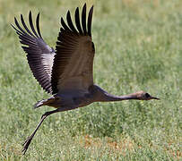 Common Crane