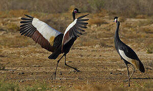 Black Crowned Crane