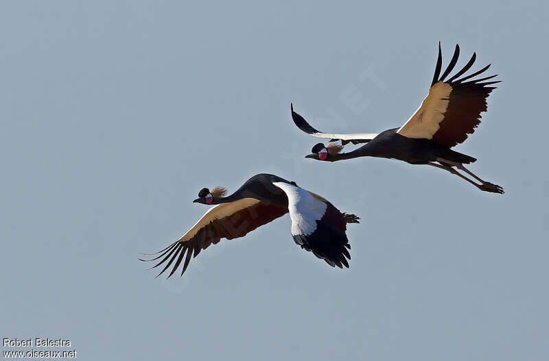 Black Crowned Craneadult, Flight