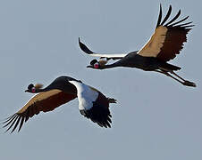 Black Crowned Crane