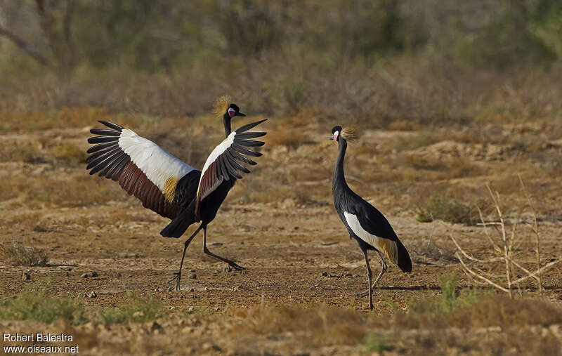 Black Crowned Craneadult breeding, courting display, Behaviour