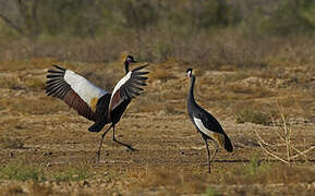 Black Crowned Crane