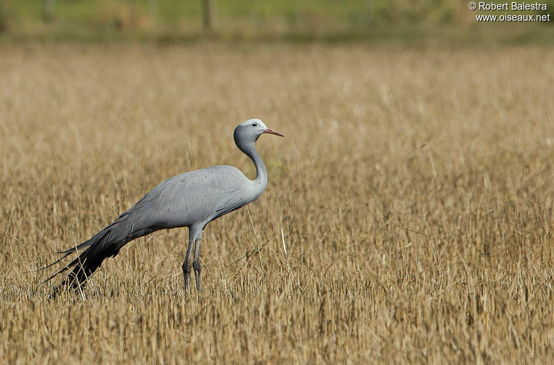 Blue Crane