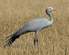 Blue Crane