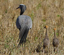 Blue Crane