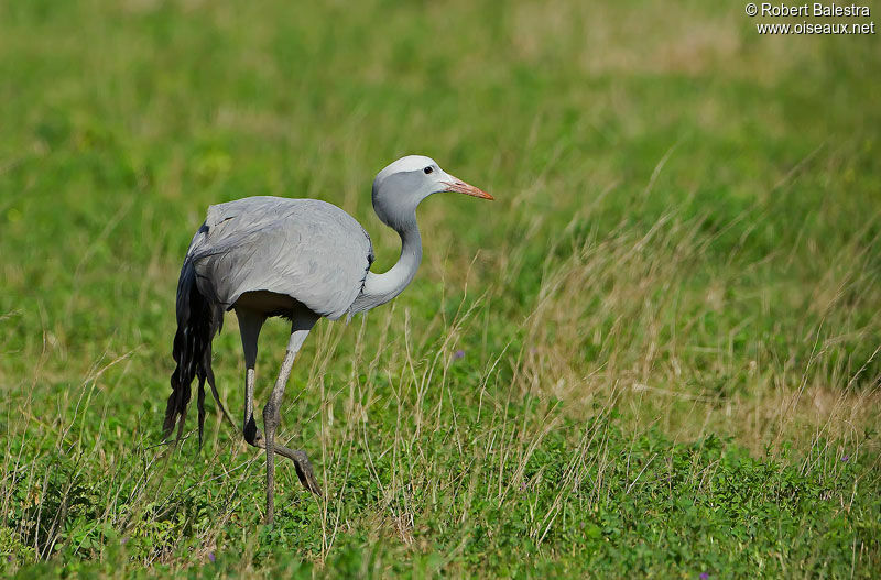 Blue Crane