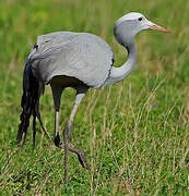 Blue Crane