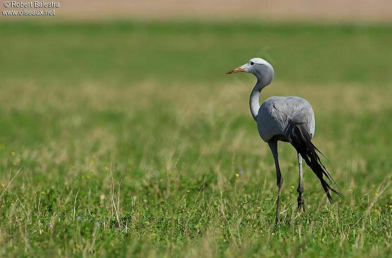 Blue Crane