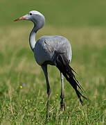 Blue Crane