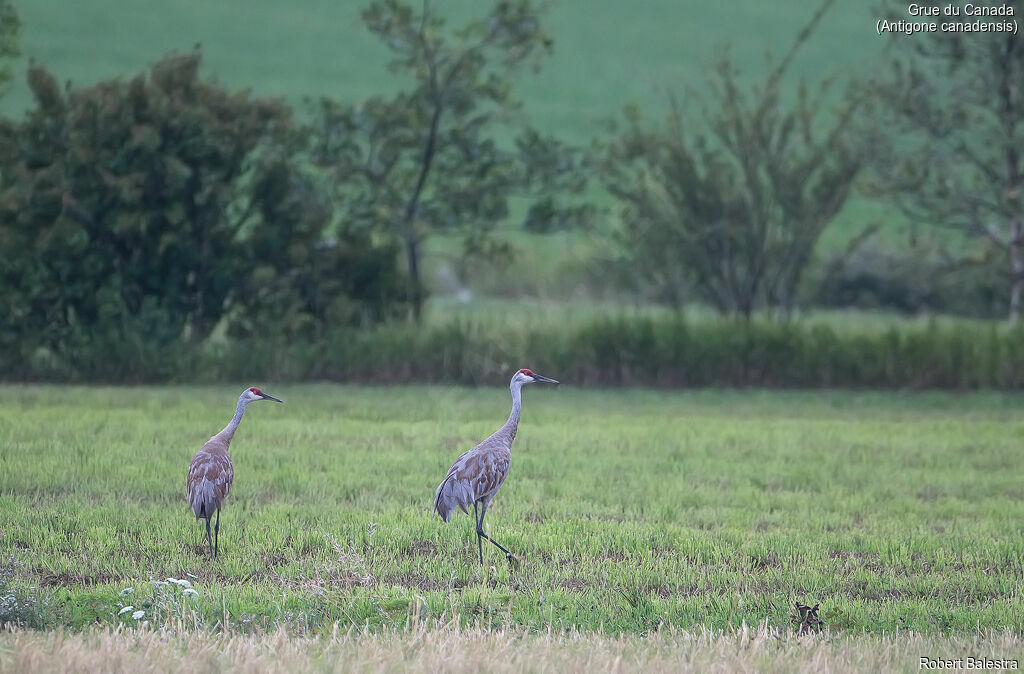 Sandhill Crane